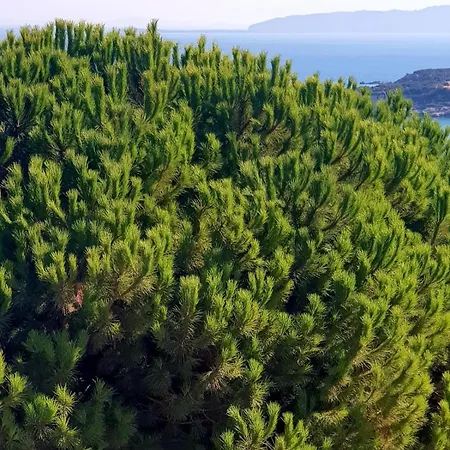 North Wind - Karaburun *